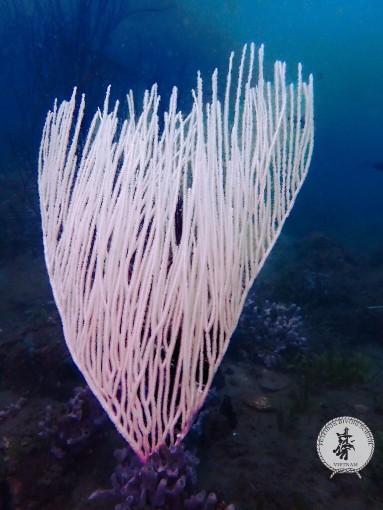 Poseidon diving club coral Phu Quoc