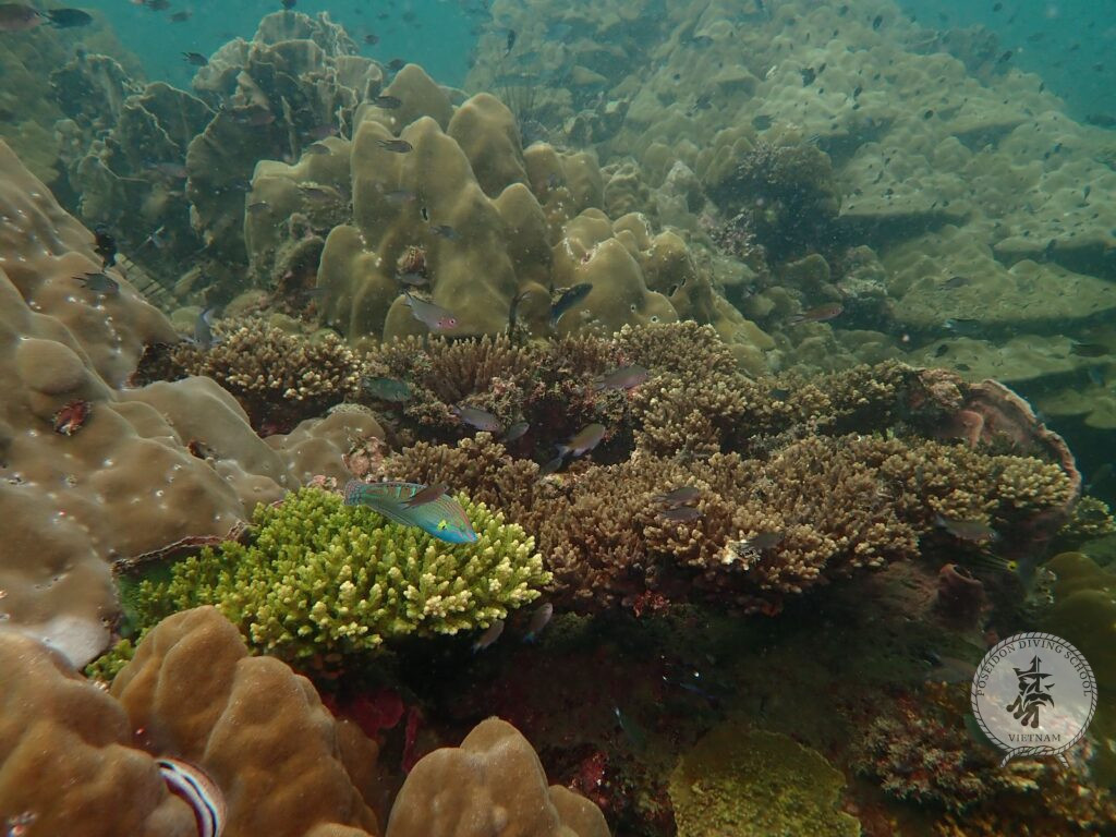 Poseidon diving club coral Phu Quoc