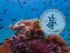 Poseidon diving club coral Phu Quoc