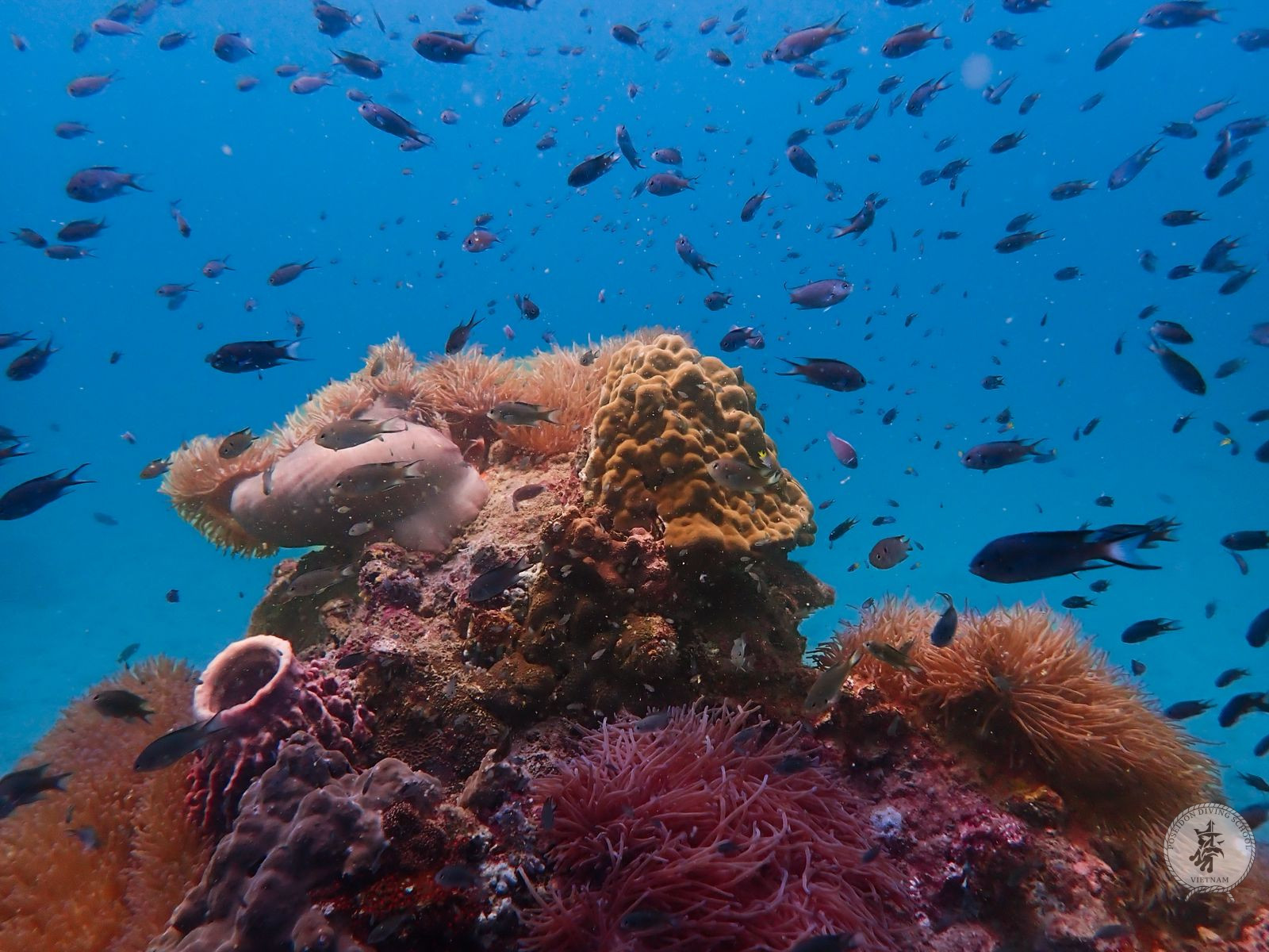 Poseidon diving club coral Phu Quoc