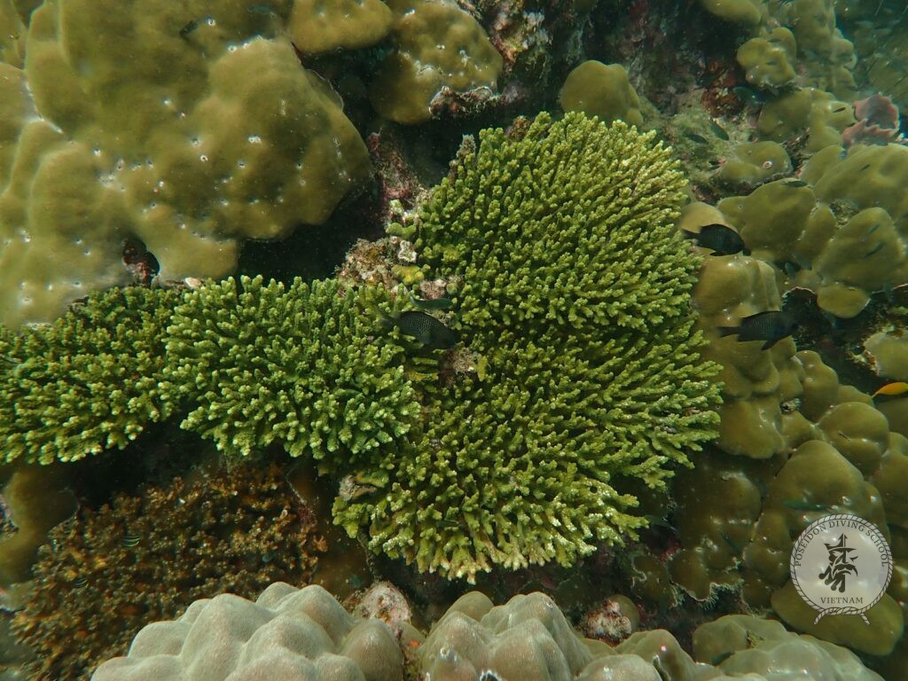 Poseidon diving club coral Phu Quoc